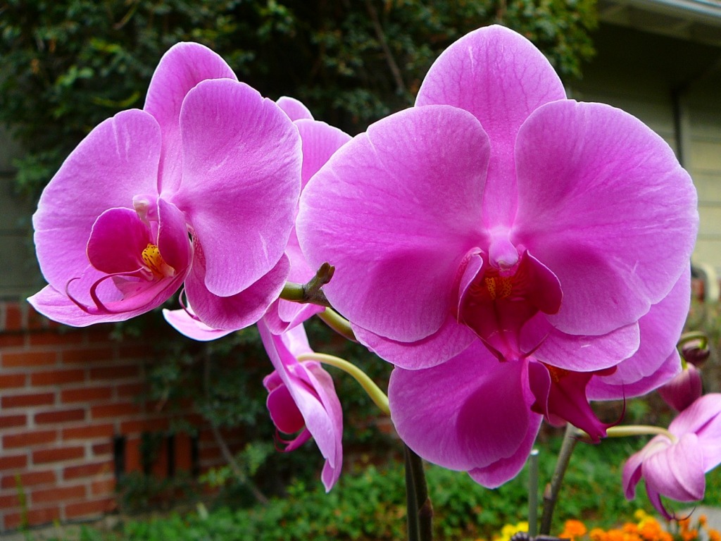 Orchid jigsaw puzzle in Flowers puzzles on TheJigsawPuzzles.com
