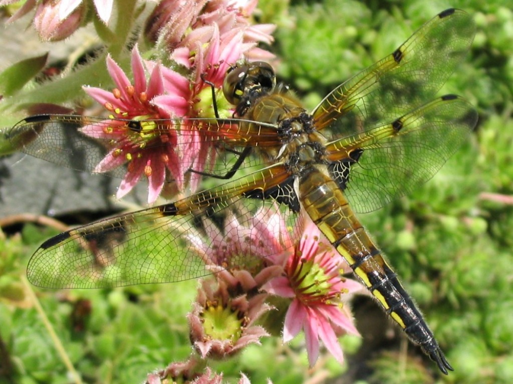 Four-spot Skimmer jigsaw puzzle in Macro puzzles on TheJigsawPuzzles.com