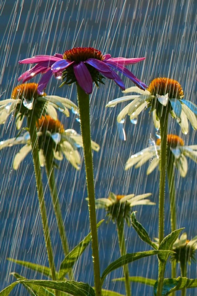 Flowers in the rain jigsaw puzzle in shawna rowland puzzles on TheJigsawPuzzles.com