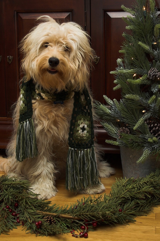 Goldendoodle Christmas jigsaw puzzle in Puzzle of the Day puzzles on TheJigsawPuzzles.com