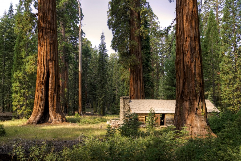 Giant Sequoias jigsaw puzzle in Great Sightings puzzles on TheJigsawPuzzles.com