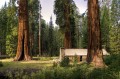 Giant Sequoias