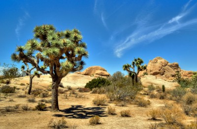 Joshua Tree National Park jigsaw puzzle in Great Sightings puzzles on ...