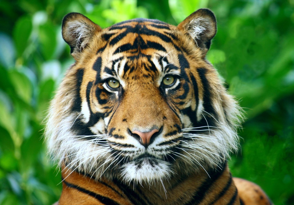Sumatra-Tiger jigsaw puzzle in Tiere puzzles on TheJigsawPuzzles.com