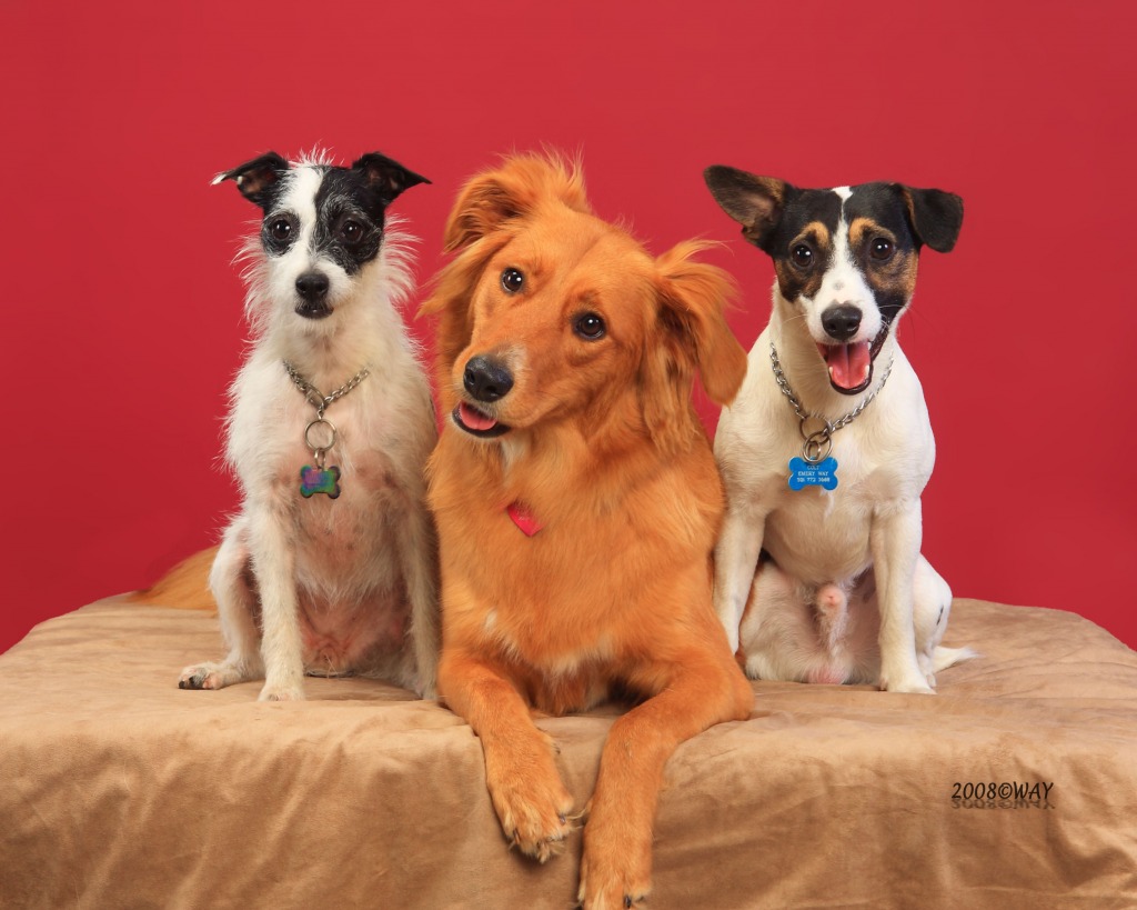Trois amis jigsaw puzzle in Animaux puzzles on TheJigsawPuzzles.com