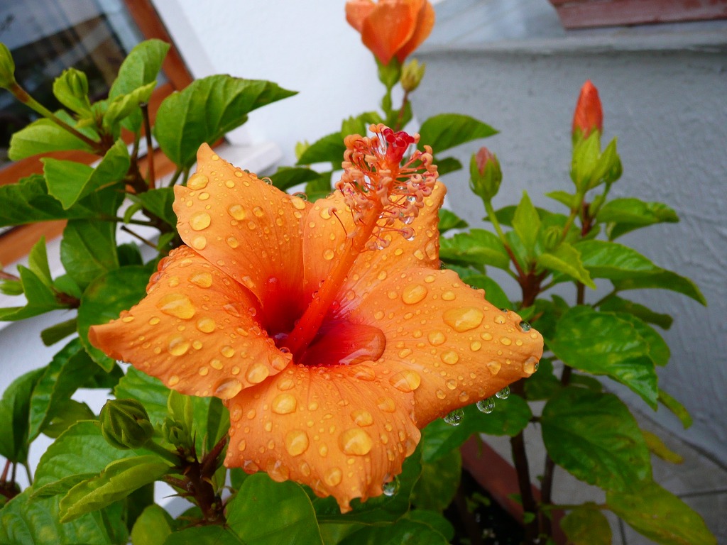 Hibiscus Under the Rain jigsaw puzzle in Flowers puzzles on TheJigsawPuzzles.com