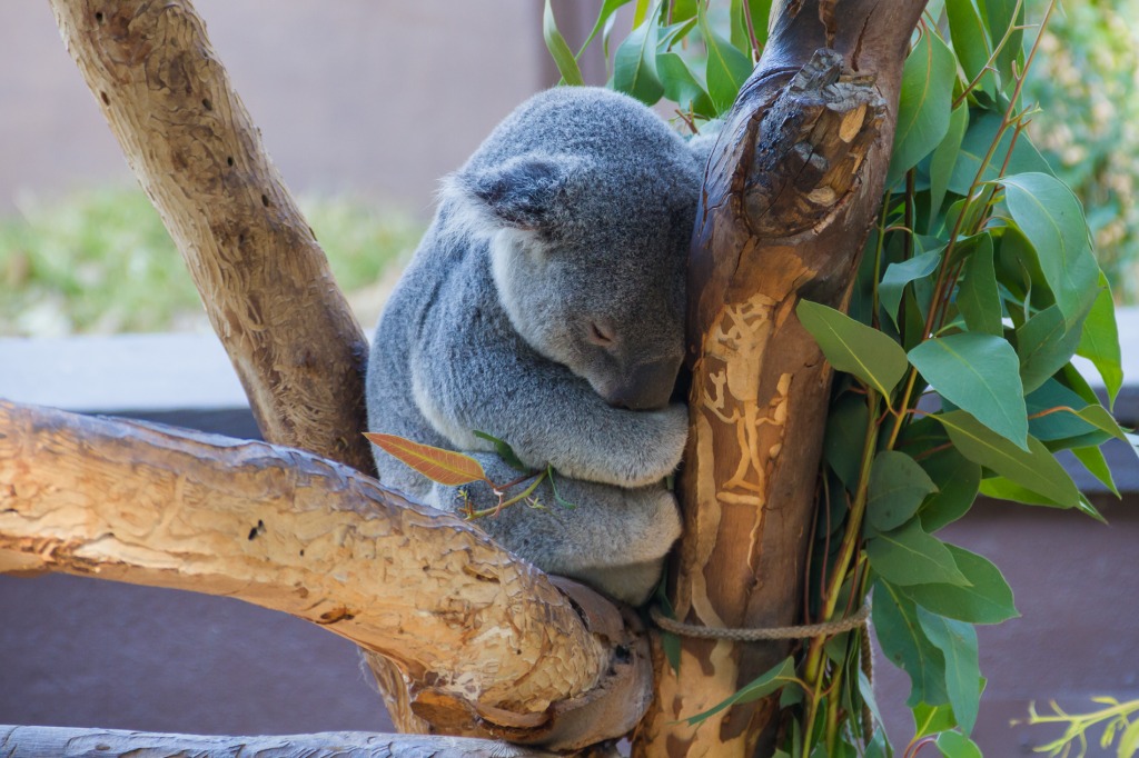 Koala endormi au zoo de San Diego jigsaw puzzle in Animaux puzzles on TheJigsawPuzzles.com