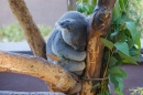 Sleepy Koala, San Diego Zoo