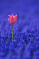 Tulip in Lavendar