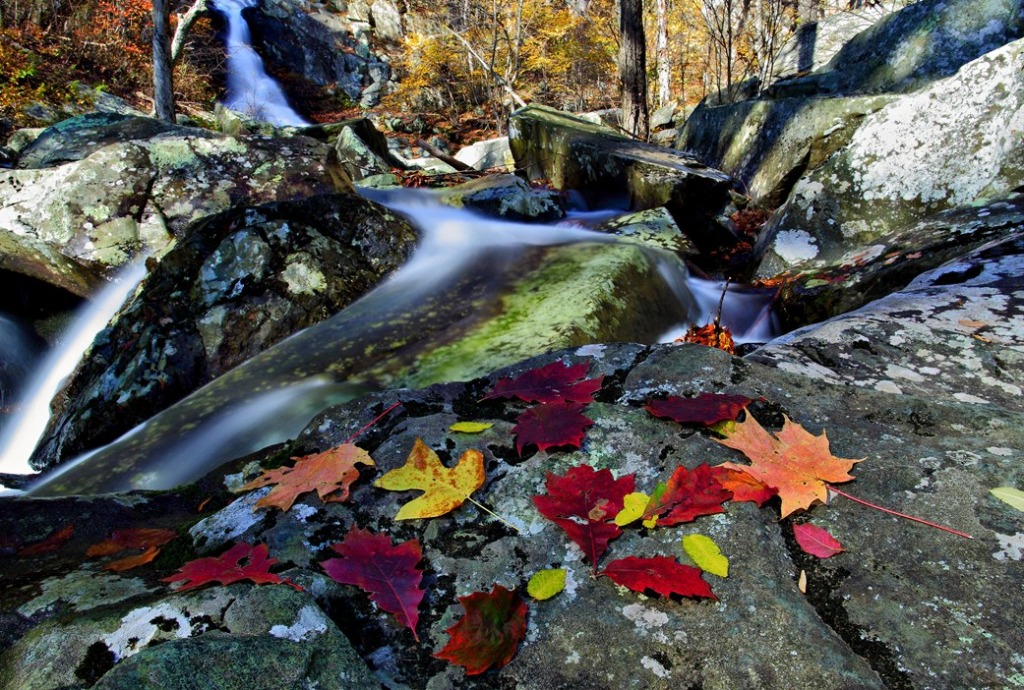Herbstblätter jigsaw puzzle in Wasserfälle puzzles on TheJigsawPuzzles.com