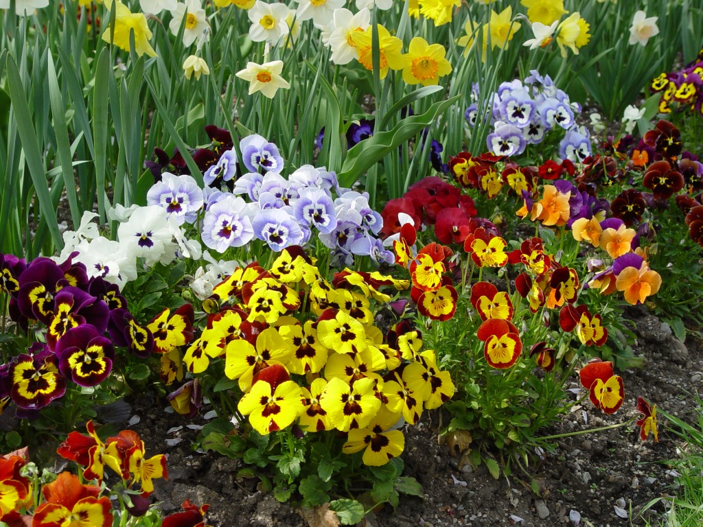 Pansies jigsaw puzzle in Flowers puzzles on TheJigsawPuzzles.com