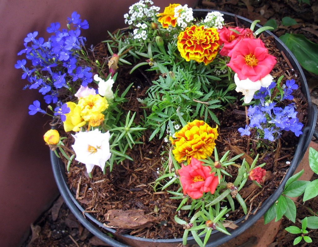 Freshly Potted Annuals jigsaw puzzle in Flowers puzzles on TheJigsawPuzzles.com