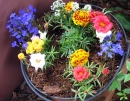 Freshly Potted Annuals
