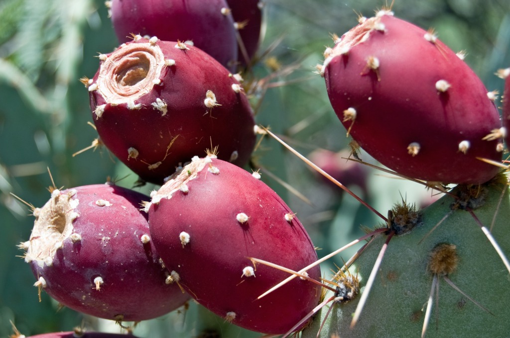 Prickly Pear Cactus Fruit jigsaw puzzle in Fruits & Veggies puzzles on TheJigsawPuzzles.com