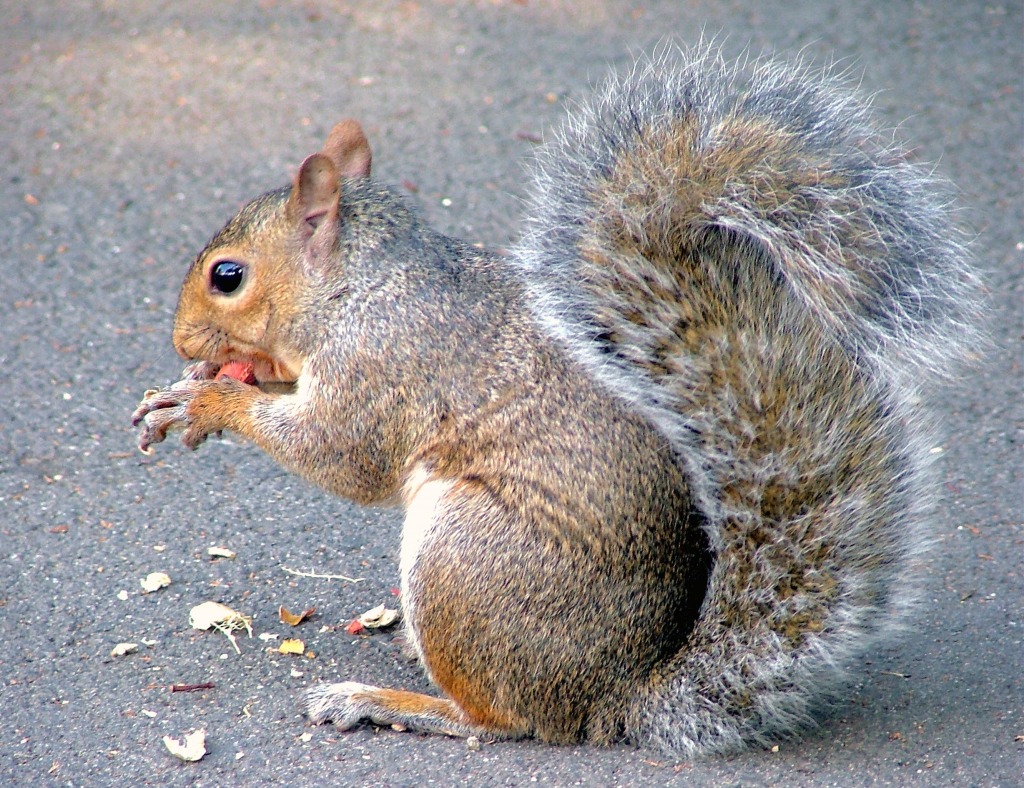 Squirrel - Holborn, London, England jigsaw puzzle in Animals puzzles on TheJigsawPuzzles.com