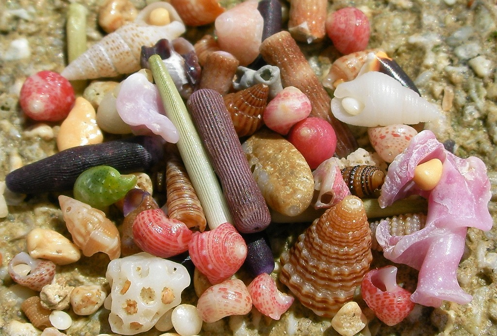 Seemuscheln jigsaw puzzle in Puzzle des Tages puzzles on TheJigsawPuzzles.com