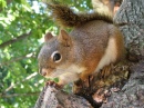 Cheerful Squirrel