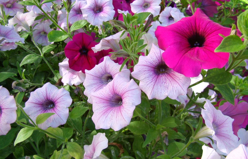 Petunias jigsaw puzzle in Flowers puzzles on TheJigsawPuzzles.com