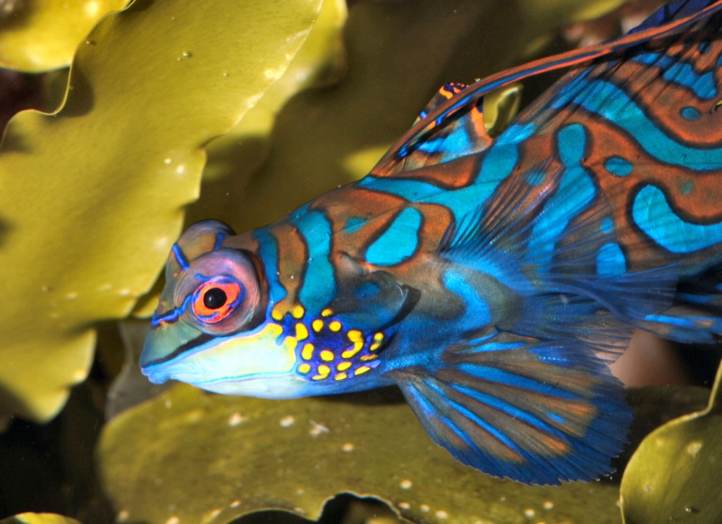 Mandarinfish jigsaw puzzle in Under the Sea puzzles on TheJigsawPuzzles.com