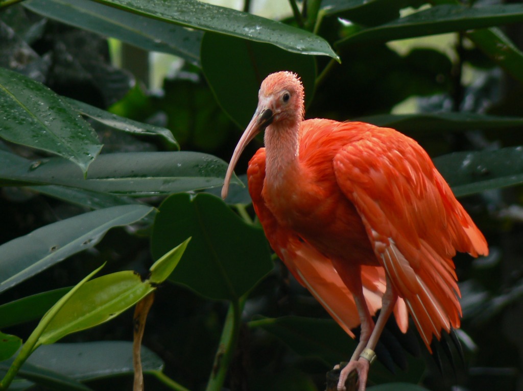 A Scarlet Ibis on a Post jigsaw puzzle in Animals puzzles on TheJigsawPuzzles.com