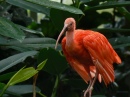A Scarlet Ibis on a Post