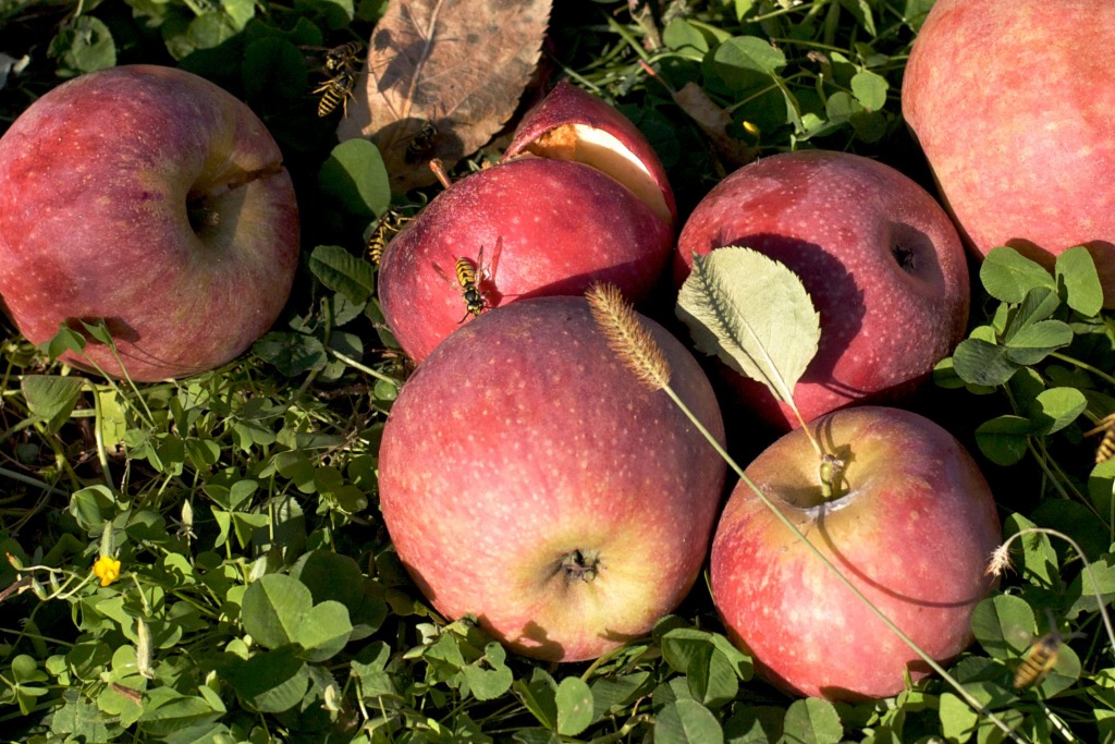 Apples and Yellow Jackets jigsaw puzzle in Fruits & Veggies puzzles on TheJigsawPuzzles.com
