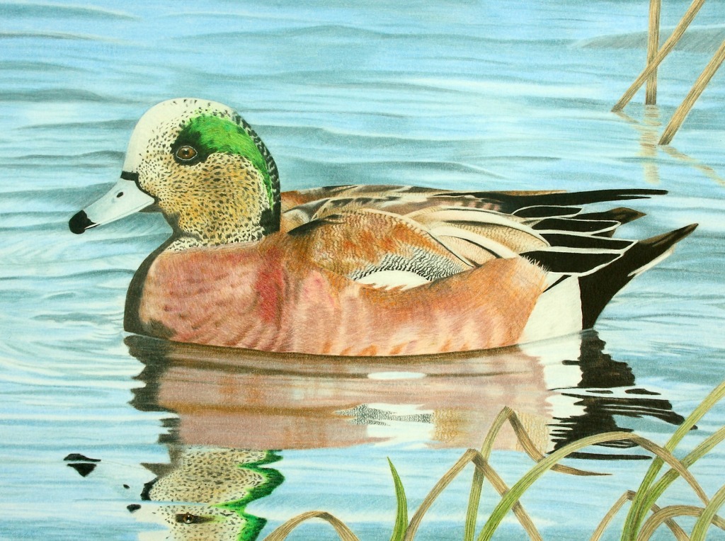 Duck Stamp Art Contest jigsaw puzzle in Пазл дня puzzles on TheJigsawPuzzles.com