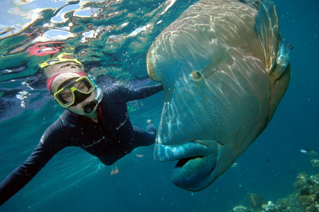 Me with Humphead Wrasse jigsaw puzzle in Under the Sea puzzles on TheJigsawPuzzles.com