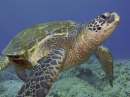 Sea Turtle, Kona, Hawaii