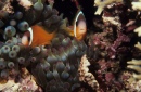 Aneomone Fish, Fiji