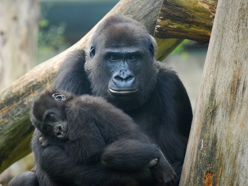 Mother and Baby Gorilla jigsaw puzzle in Animaux puzzles on TheJigsawPuzzles.com