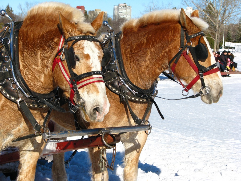 Sleigh Ride jigsaw puzzle in Animals puzzles on TheJigsawPuzzles.com