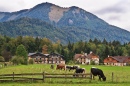 Cows in Abersee, Austria