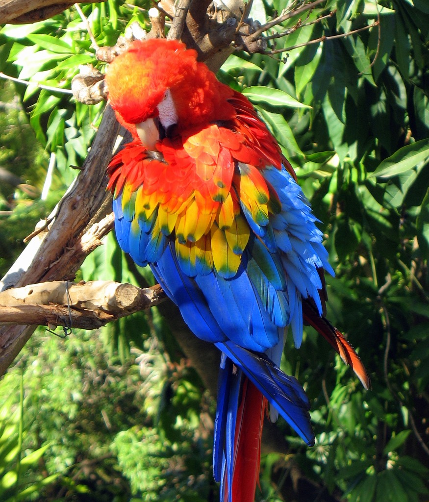 Scarlet Macaw jigsaw puzzle in Puzzle of the Day puzzles on TheJigsawPuzzles.com