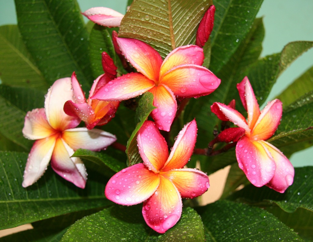 Fleur de frangipanier à Hawai jigsaw puzzle in Macrophotographie puzzles on TheJigsawPuzzles.com