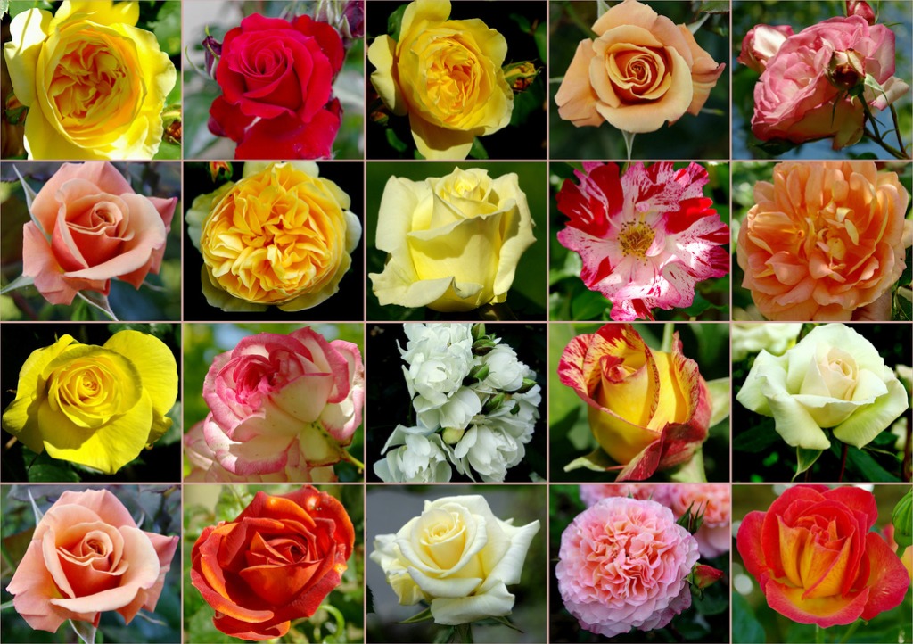 Rosas multicoloridas quebra-cabeça em Flores quebra-cabeças em