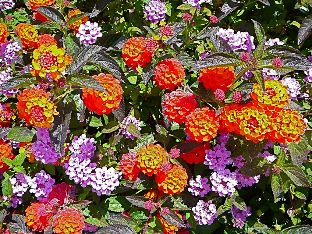 Wandelröschen und Minze jigsaw puzzle in Blumen puzzles on TheJigsawPuzzles.com