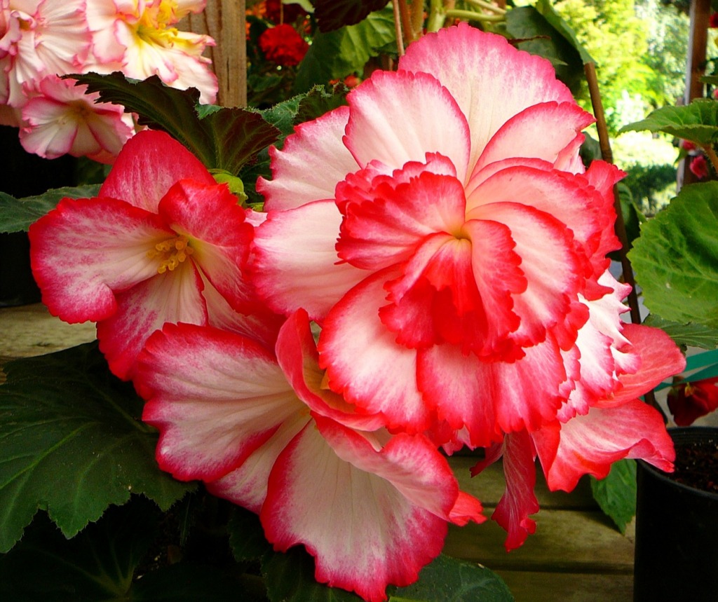 Red Begonia jigsaw puzzle in Flowers puzzles on TheJigsawPuzzles.com