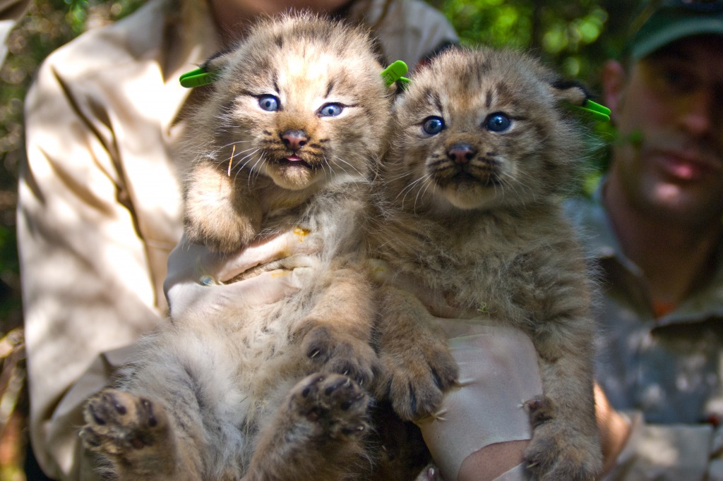 Canada Lynx Kittens jigsaw puzzle in Animals puzzles on TheJigsawPuzzles.com