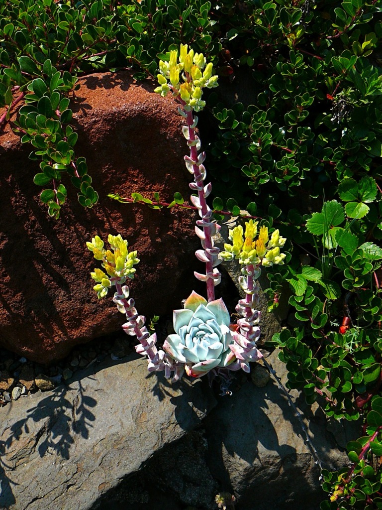 Dudleya Farinosa jigsaw puzzle in Flores puzzles on TheJigsawPuzzles.com