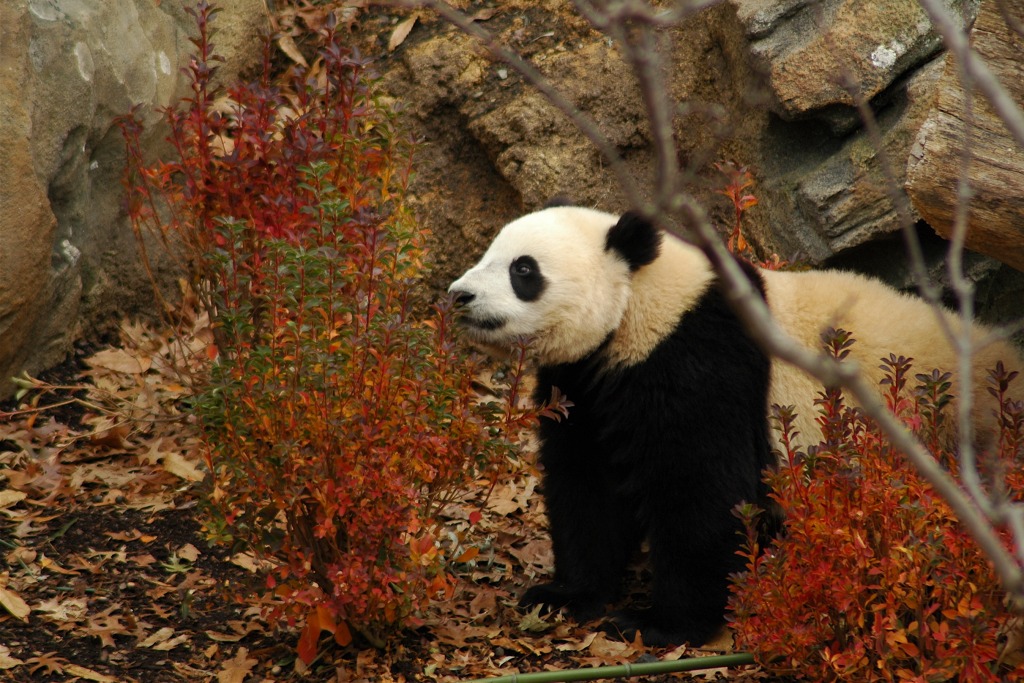 Tai Shan jigsaw puzzle in Animals puzzles on TheJigsawPuzzles.com