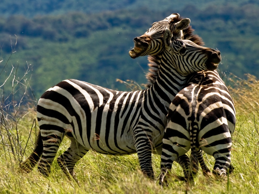 Duellierende Zebras jigsaw puzzle in Tiere puzzles on TheJigsawPuzzles.com