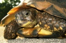 Turtle Close-up