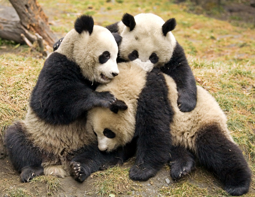 Giant Pandas jigsaw puzzle in Animals puzzles on TheJigsawPuzzles.com