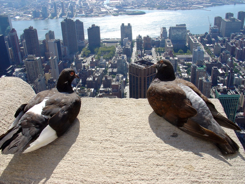 Pigeons du matin jigsaw puzzle in Animaux puzzles on TheJigsawPuzzles.com