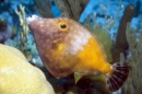 Whitespot Filefish, Netherland Antilles