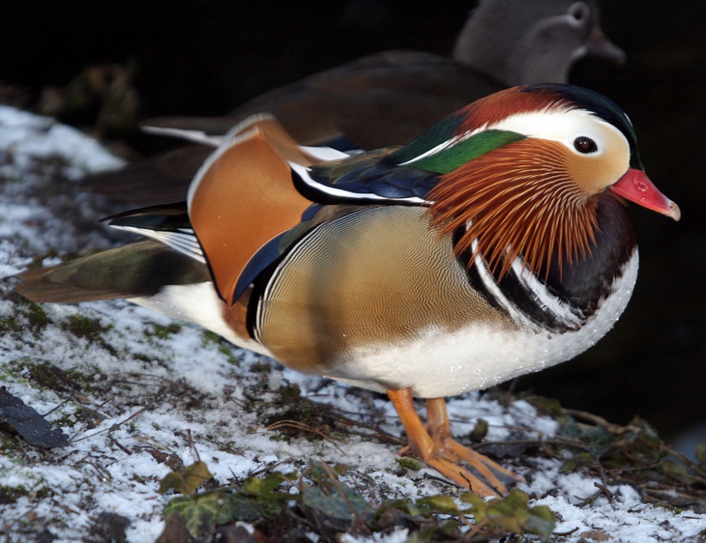 Mandarin Duck jigsaw puzzle in Puzzle of the Day puzzles on TheJigsawPuzzles.com