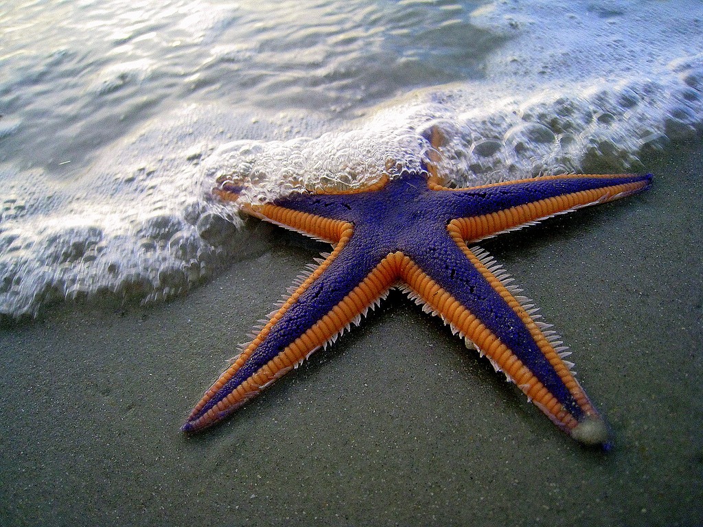 Purple and Orange Starfish on the Beach jigsaw puzzle in Under the Sea puzzles on TheJigsawPuzzles.com