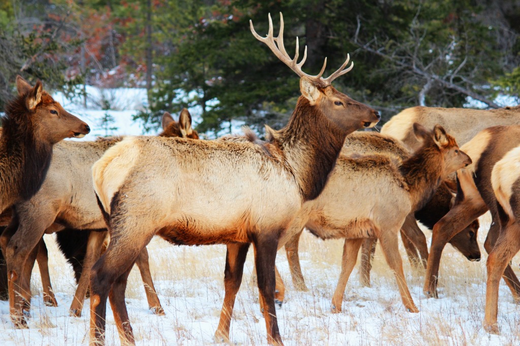 Elk in Jasper National Park jigsaw puzzle in Animals puzzles on TheJigsawPuzzles.com