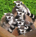 Lemurs at Colchester Zoo